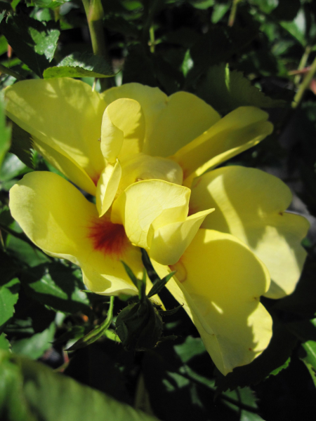 Rosa Eyeconic